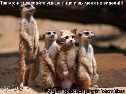 Так мужики зделайте умные лица и вы меня не видели!!!... Котоматрица: Так мужики зделайте умные лица и вы меня не видели!!!