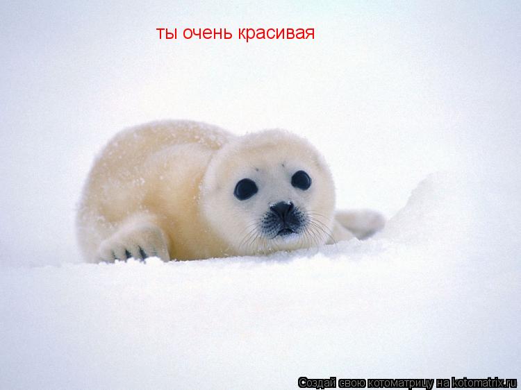 ты очень красивая... Котоматрица: ты очень красивая