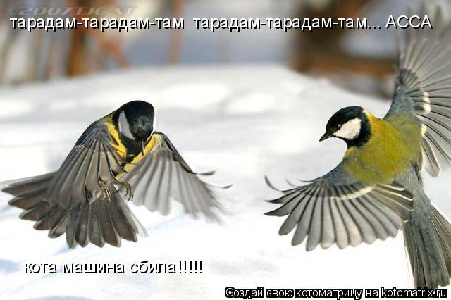 тарадам-тарадам-там тарадам-тарадам-там... АССА кота машина сбила!!!!!... Котоматрица: тарадам-тарадам-там тарадам-тарадам-там... АССА кота машина сбила!!!!!