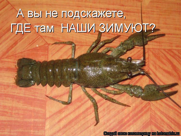 А вы не подскажете, ГДЕ там НАШИ ЗИМУЮТ?... Котоматрица: А вы не подскажете, ГДЕ там НАШИ ЗИМУЮТ?