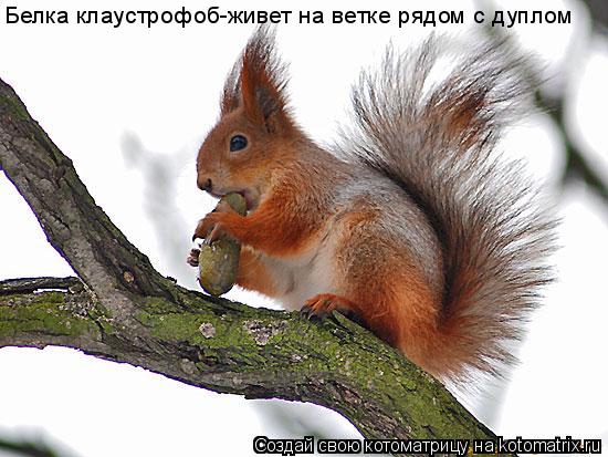 Белка клаустрофоб-живет на ветке рядом с дуплом... Котоматрица: Белка клаустрофоб-живет на ветке рядом с дуплом