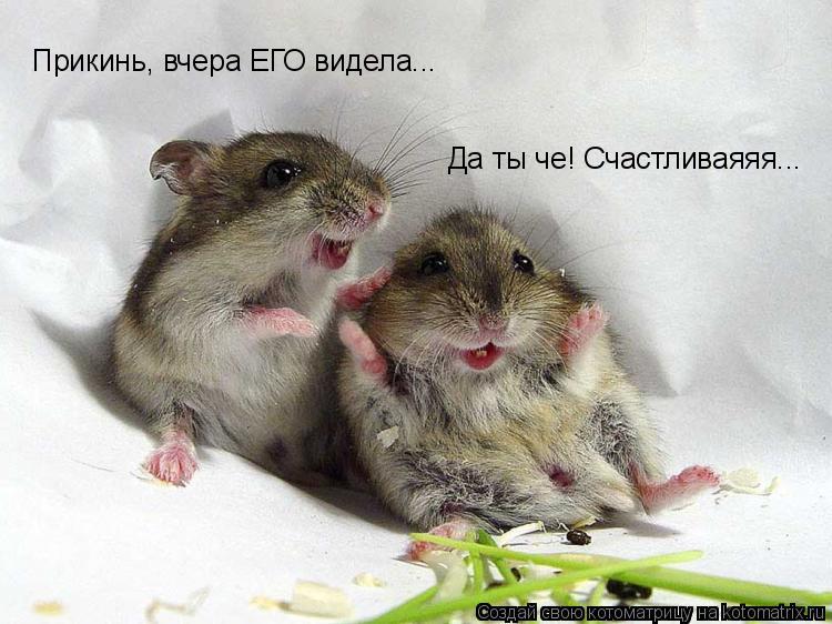 Котоматрица: Да ты че! Счастливаяяя... Прикинь, вчера ЕГО видела...