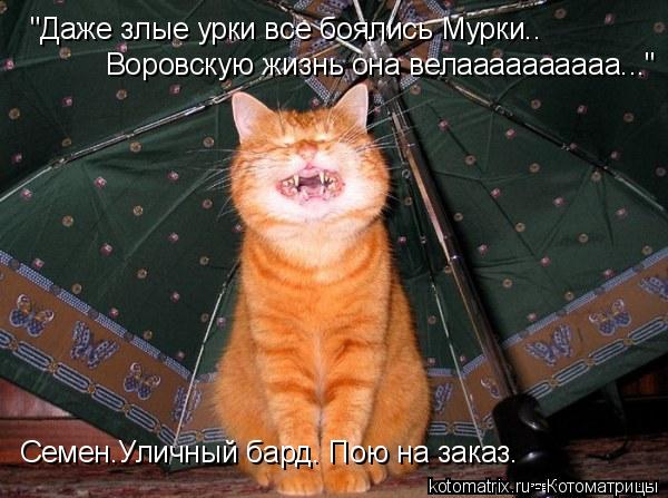 Котоматрица: "Даже злые урки все боялись Мурки.. Воровскую жизнь она велаааааааааа..." Семен.Уличный бард. Пою на заказ.