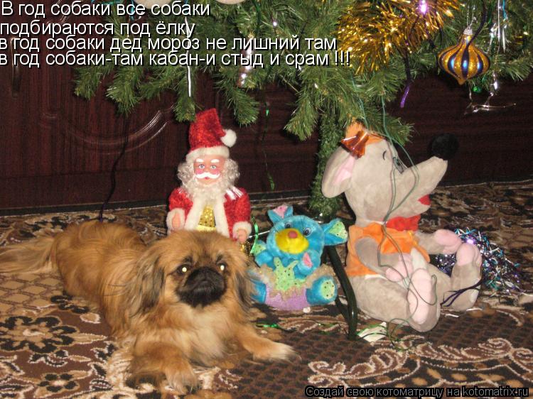 Котоматрица: В год собаки все собаки подбираются под ёлку  в год собаки дед мороз не лишний там  в год собаки-там кабан-и стыд и срам !!!