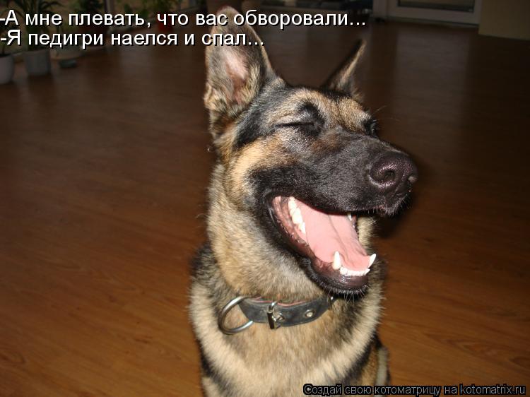 -А мне плевать, что вас обворовали... -Я педигри наелся и спал...... Котоматрица: -А мне плевать, что вас обворовали... -Я педигри наелся и спал...