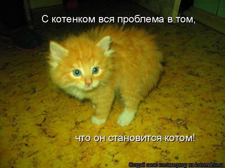 Котоматрица: С котенком вся проблема в том,  что он становится котом!