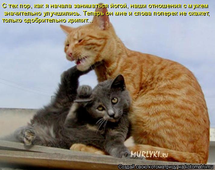 С тех пор, как я начала заниматься йогой, наши отношения с мужем значительно улучшились. Теперь он м... Котоматрица: С тех пор, как я начала заниматься йогой, наши отношения с мужем значительно улучшились. Теперь он мне и слова поперек не скажет, только одо