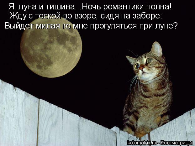Я, луна и тишина...Ночь романтики полна! Жду с тоской во взоре, сидя на заборе: Выйдет милая ко мне п... Котоматрица: Я, луна и тишина...Ночь романтики полна! Жду с тоской во взоре, сидя на заборе: Выйдет милая ко мне прогуляться при луне?