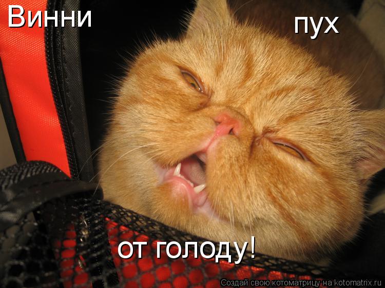 Винни пух от голоду!... Котоматрица: Винни пух от голоду!