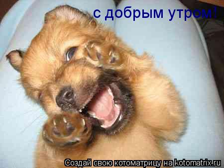 Котоматрица: с добрым утром!