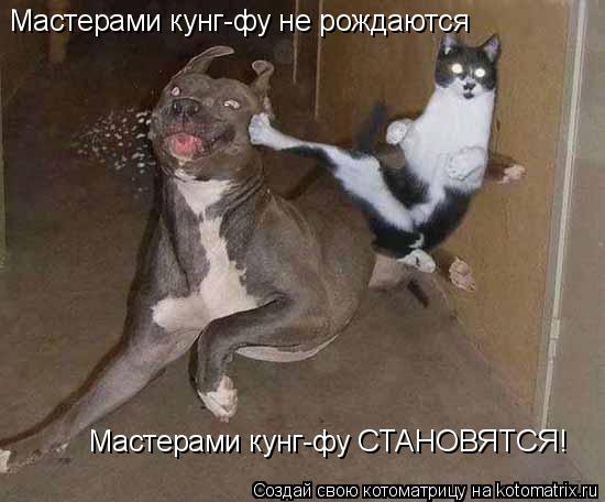 Мастерами кунг-фу не рождаются Мастерами кунг-фу СТАНОВЯТСЯ!... Котоматрица: Мастерами кунг-фу не рождаются Мастерами кунг-фу СТАНОВЯТСЯ!