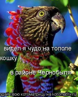 Котоматрица: видел я чудо на тополе кошку в районе Чернобыля