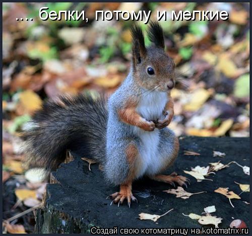 .... белки, потому и мелкие... Котоматрица: .... белки, потому и мелкие