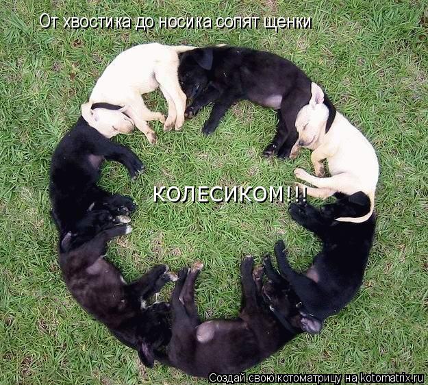 От хвостика до носика сопят щенки КОЛЕСИКОМ!!!... Котоматрица: От хвостика до носика сопят щенки КОЛЕСИКОМ!!!