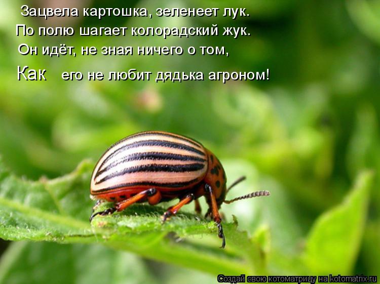 Зацвела картошка, зеленеет лук. По полю шагает колорадский жук. Он идёт, не зная ничего о том, Как е... Котоматрица: Зацвела картошка, зеленеет лук. По полю шагает колорадский жук. Он идёт, не зная ничего о том, Как его не любит дядька агроном!