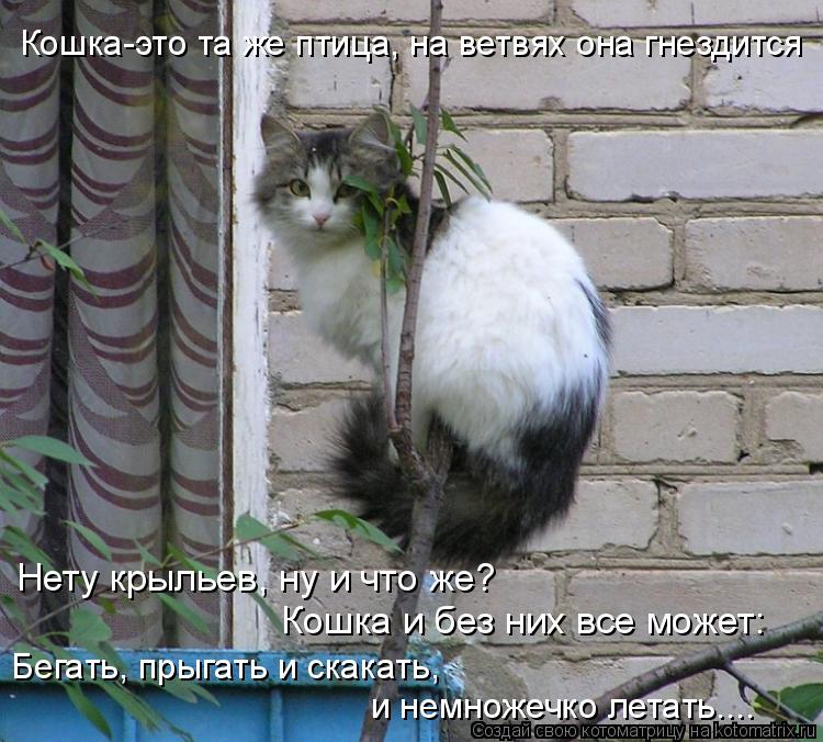 Нету крыльев, ну и что же? Кошка и без них все может: Кошка-это та же птица, на ветвях она гнездится ... Котоматрица: Нету крыльев, ну и что же? Кошка и без них все может: Кошка-это та же птица, на ветвях она гнездится Бегать, прыгать и скакать, и немножечко ле