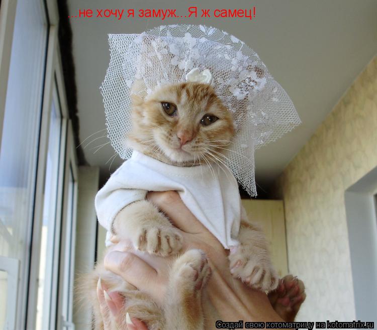 ...не хочу я замуж...Я ж самец!... Котоматрица: ...не хочу я замуж...Я ж самец!