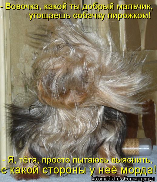 - Вовочка, какой ты добрый мальчик, угощаешь собачку пирожком! - Я, тётя, просто пытаюсь выяснить, с ... Котоматрица: - Вовочка, какой ты добрый мальчик, угощаешь собачку пирожком! - Я, тётя, просто пытаюсь выяснить, с какой стороны у неё морда!