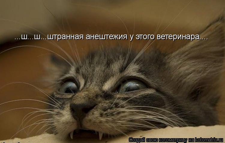 ...ш...ш...штранная анештежия у этого ветеринара....... Котоматрица: ...ш...ш...штранная анештежия у этого ветеринара....