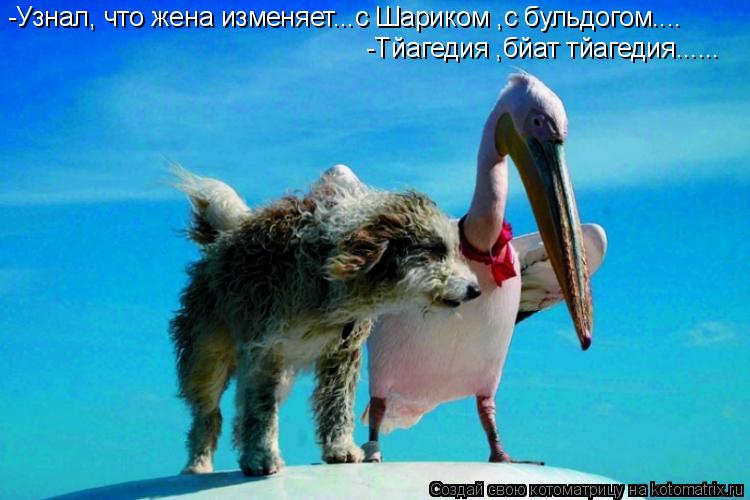 -Узнал, что жена изменяет...с Шариком ,с бульдогом.... -Тйагедия ,бйат тйагедия......... Котоматрица: -Узнал, что жена изменяет...с Шариком ,с бульдогом.... -Тйагедия ,бйат тйагедия......