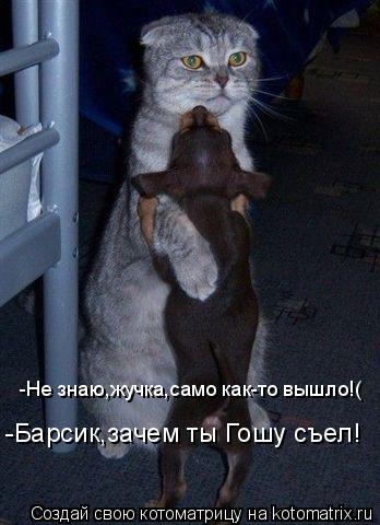 -Барсик,зачем ты Гошу съел! -Не знаю,жучка,само как-то вышло!(... Котоматрица: -Барсик,зачем ты Гошу съел! -Не знаю,жучка,само как-то вышло!(