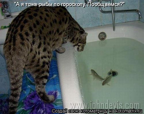 Котоматрица: "А я тоже рыбы по гороскопу. Пообщаемся?"