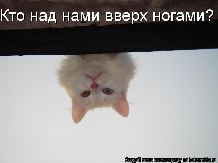 Кто над нами вверх ногами?... Котоматрица: Кто над нами вверх ногами?