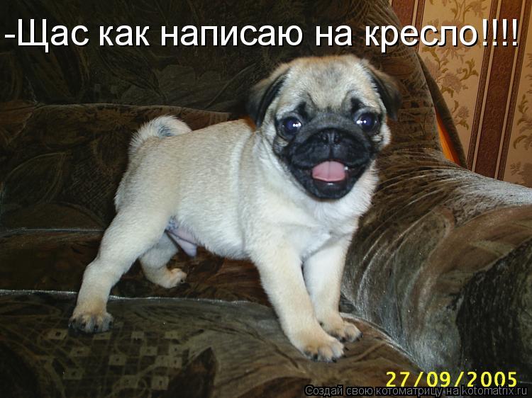 -Щас как написаю на кресло!!!!... Котоматрица: -Щас как написаю на кресло!!!!