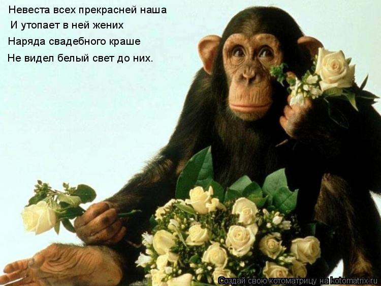 Котоматрица: Невеста всех прекрасней наша  И утопает в ней жених Наряда свадебного краше  Не видел белый свет до них.