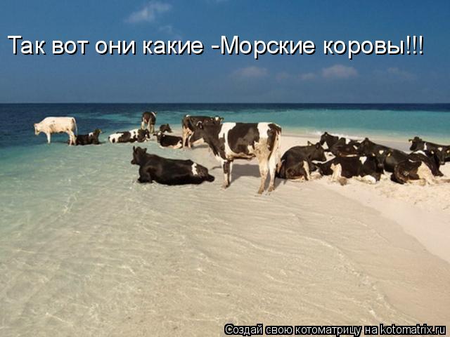 Так вот они какие -Морские коровы!!!... Котоматрица: Так вот они какие -Морские коровы!!!