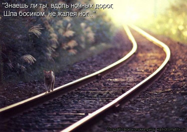 Котоматрица: "Знаешь ли ты, вдоль ночных дорог, Шла босиком, не жалея ног..."