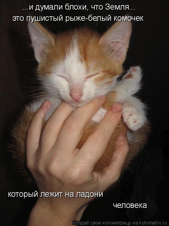 Котоматрица: ...и думали блохи, что Земля... это пушистый рыже-белый комочек который лежит на ладони человека