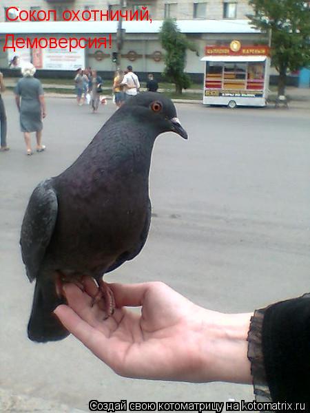 Сокол охотничий, Демоверсия!... Котоматрица: Сокол охотничий, Демоверсия!