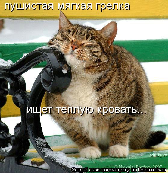 Котоматрица: пушистая мягкая грелка ищет теплую кровать...