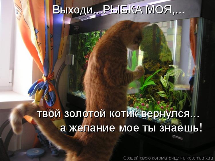 Котоматрица: Выходи...РЫБКА МОЯ,... твой золотой котик вернулся... а желание мое ты знаешь!