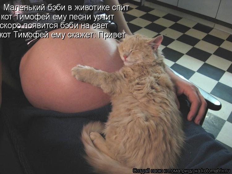 Котоматрица: Маленький бэби в животике спит кот Тимофей ему песни урчит скоро появится бэби на свет кот Тимофей ему скажет: Привет