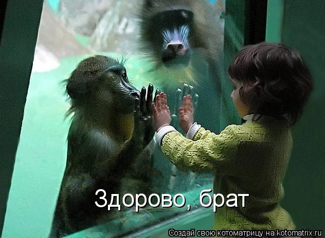Котоматрица: Здорово, брат