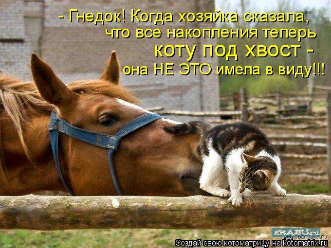 Котоматрица: - Гнедок! Когда хозяйка сказала,  что все накопления теперь коту под хвост - она НЕ ЭТО имела в виду!!!