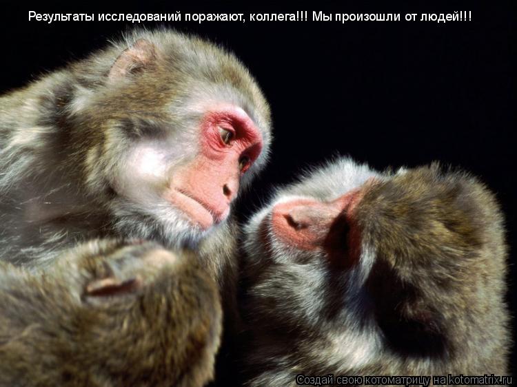 Котоматрица: Результаты исследований поражают, коллега!!! Мы произошли от людей!!!