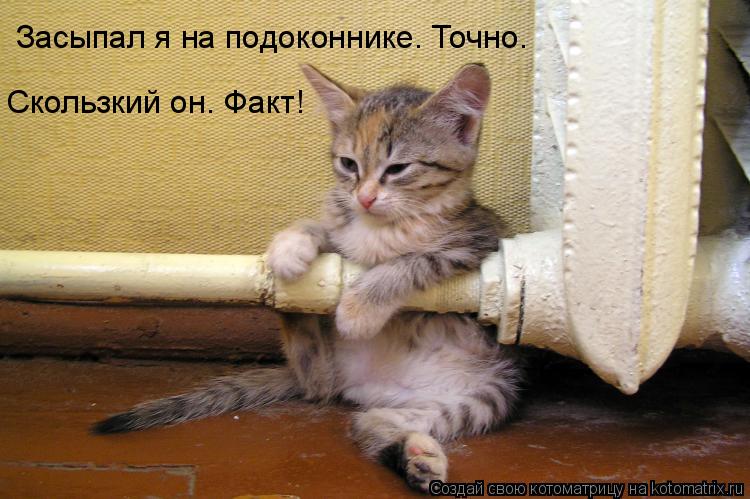 Засыпал я на подоконнике. Точно. Скользкий он. Факт!... Котоматрица: Засыпал я на подоконнике. Точно. Скользкий он. Факт!