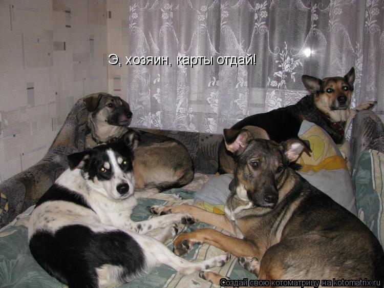 Котоматрица: Э, хозяин, карты отдай!