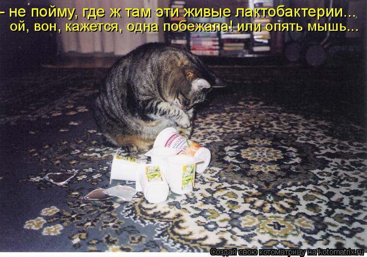 - не пойму, где ж там эти живые лактобактерии... ой, вон, кажется, одна побежала! или опять мышь...... Котоматрица: - не пойму, где ж там эти живые лактобактерии... ой, вон, кажется, одна побежала! или опять мышь...