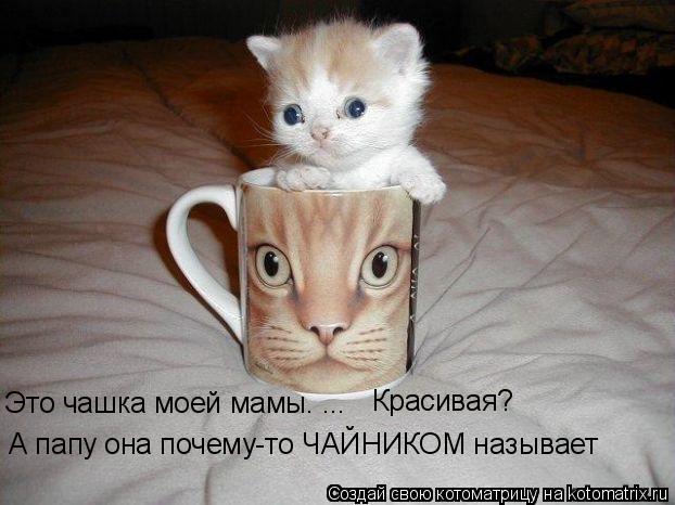 Это чашка моей мамы. ... А папу она почему-то ЧАЙНИКОМ называет Красивая?... Котоматрица: Это чашка моей мамы. ... А папу она почему-то ЧАЙНИКОМ называет Красивая?