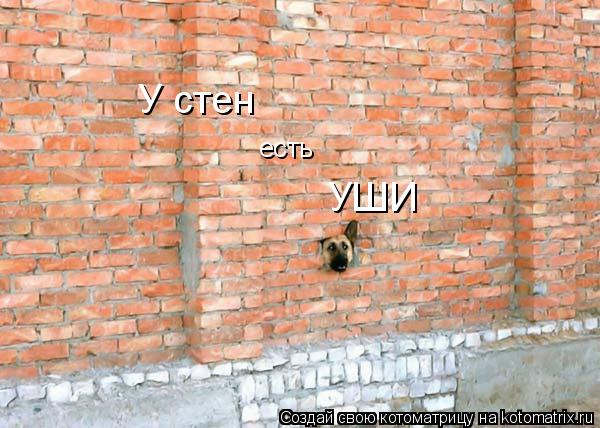 У стен есть УШИ... Котоматрица: У стен есть УШИ