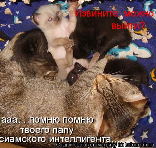 Извините, можно выйти? сиамского интеллигента.... ааа... помню помню твоего папу... Котоматрица: Извините, можно выйти? сиамского интеллигента.... ааа... помню помню твоего папу