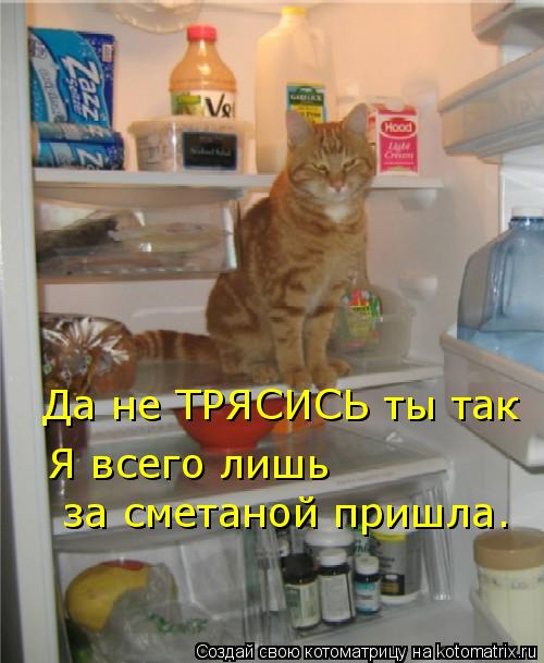 Котоматрица: Да не ТРЯСИСЬ ты так Я всего лишь  за сметаной пришла.