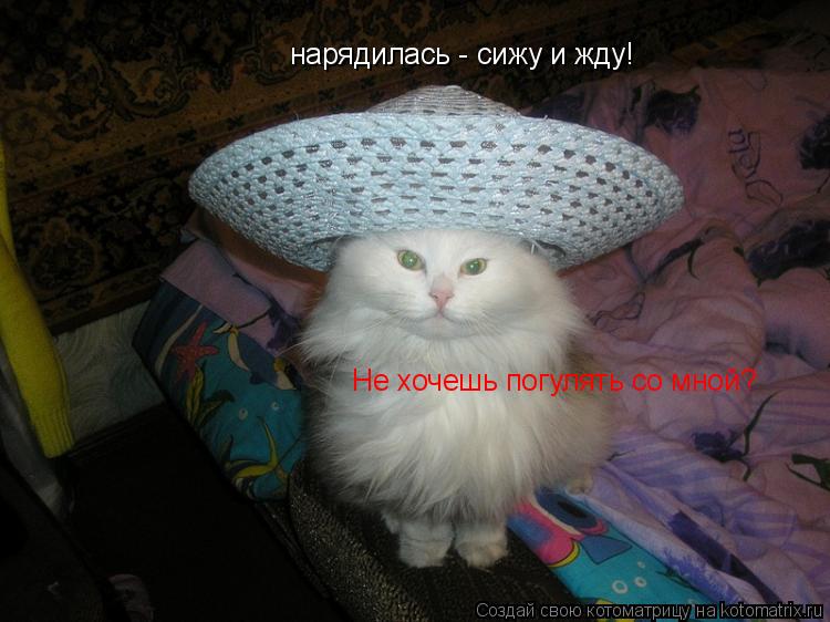 нарядилась - сижу и жду! Не хочешь погулять со мной?... Котоматрица: нарядилась - сижу и жду! Не хочешь погулять со мной?