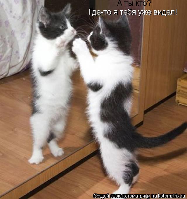 Котоматрица: Где-то я тебя уже видел! А ты кто?