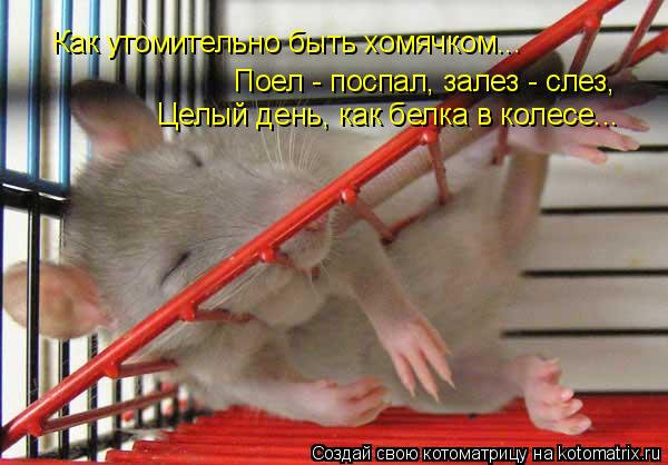 Котоматрица: Как утомительно быть хомячком... Поел - поспал, залез - слез,  Целый день, как белка в колесе...