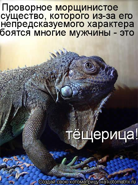 Проворное морщинистое существо, которого из-за его непредсказуемого характера тёщерица! боятся мно... Котоматрица: Проворное морщинистое существо, которого из-за его непредсказуемого характера тёщерица! боятся многие мужчины - это